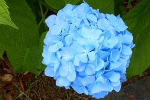 俣野公園のあじさい【令和4年6月11日】