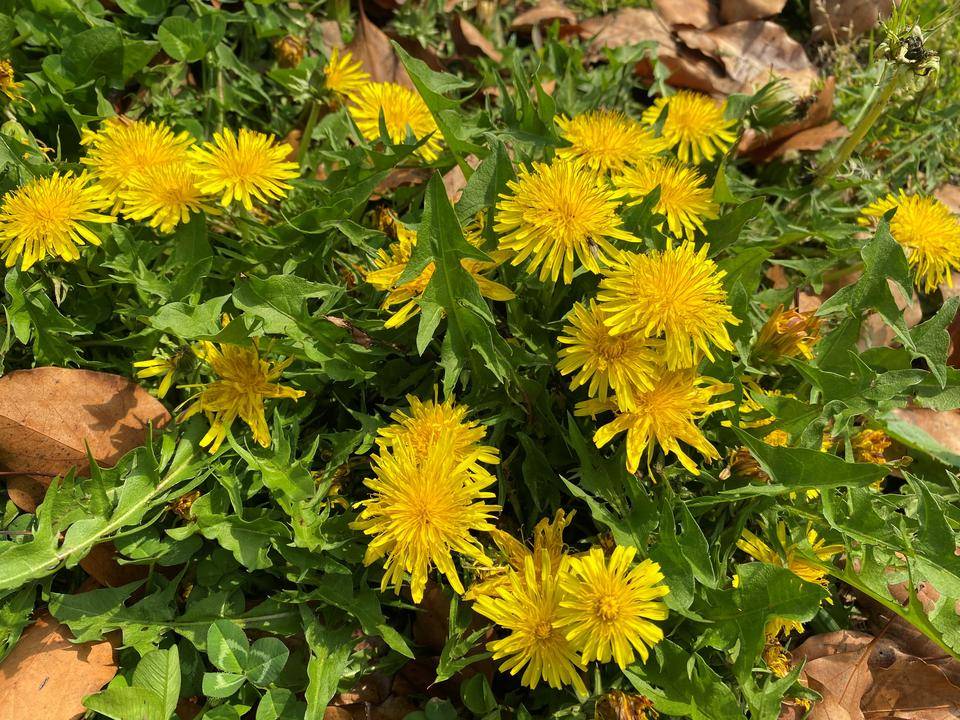 お食事中失礼します🌺の写真