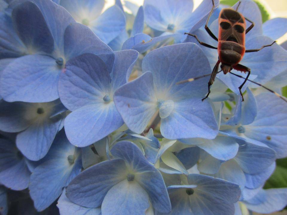 オオホシカメムシ？ヒメホシカメムシ？どっちかな。の写真