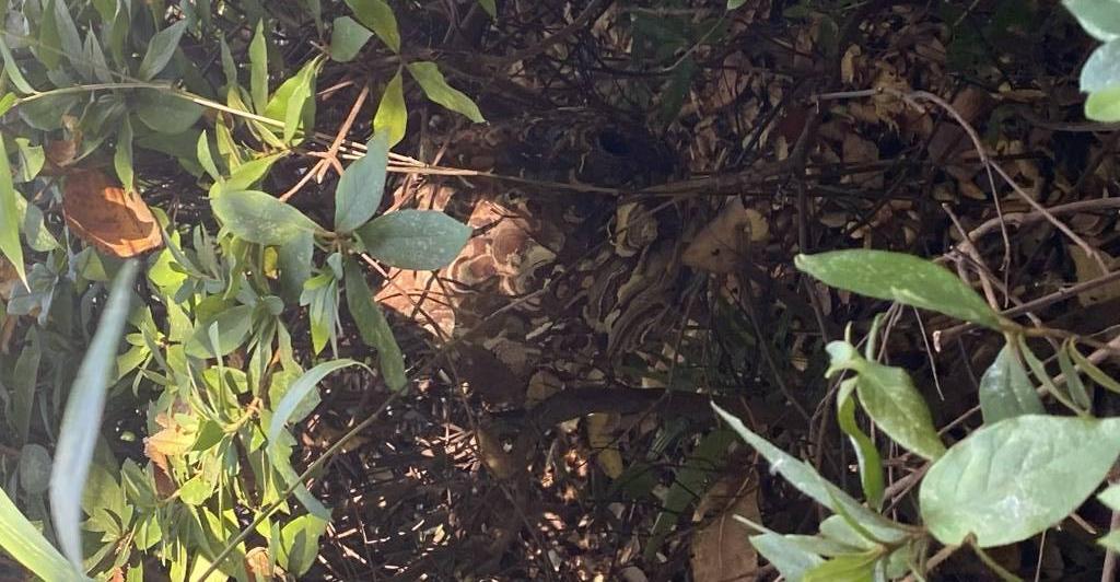 かくれんぼの達人🐝の写真