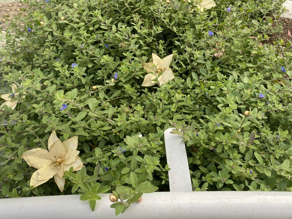 野球場のクリスマス🎄の写真