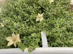 野球場のクリスマス🎄