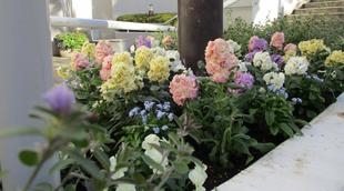 スロープ脇花壇＆エントランスホール