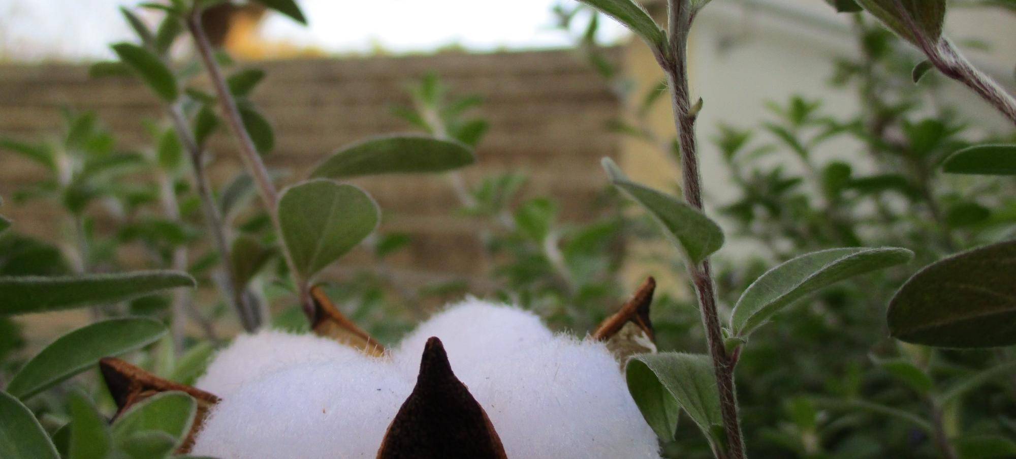 続🎄クリスマスの飾りつけの写真