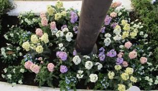 横浜花き展覧会のお花を俣野公園へ🌺