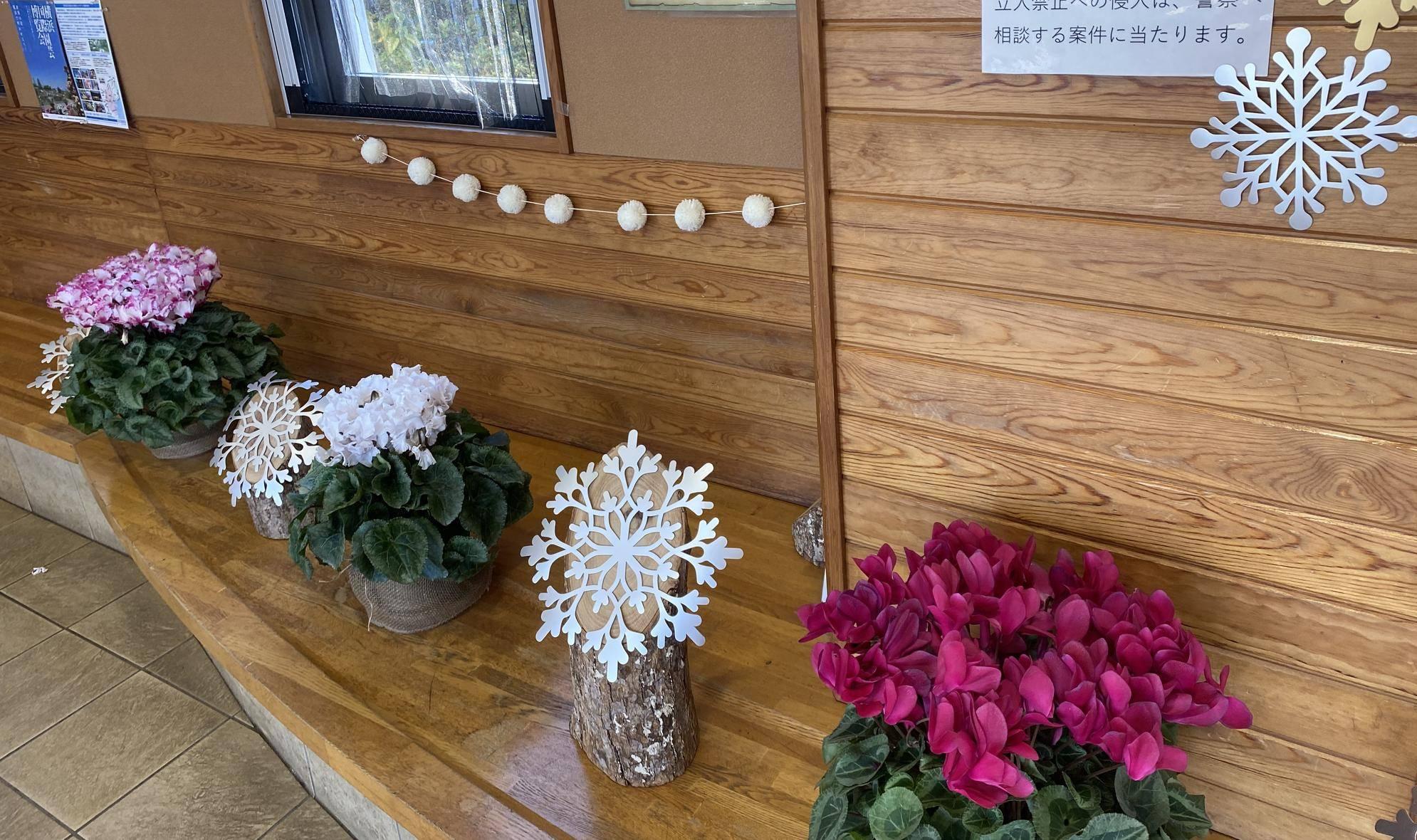 横浜花き展覧会のお花を俣野公園へ🌺シクラメンの写真