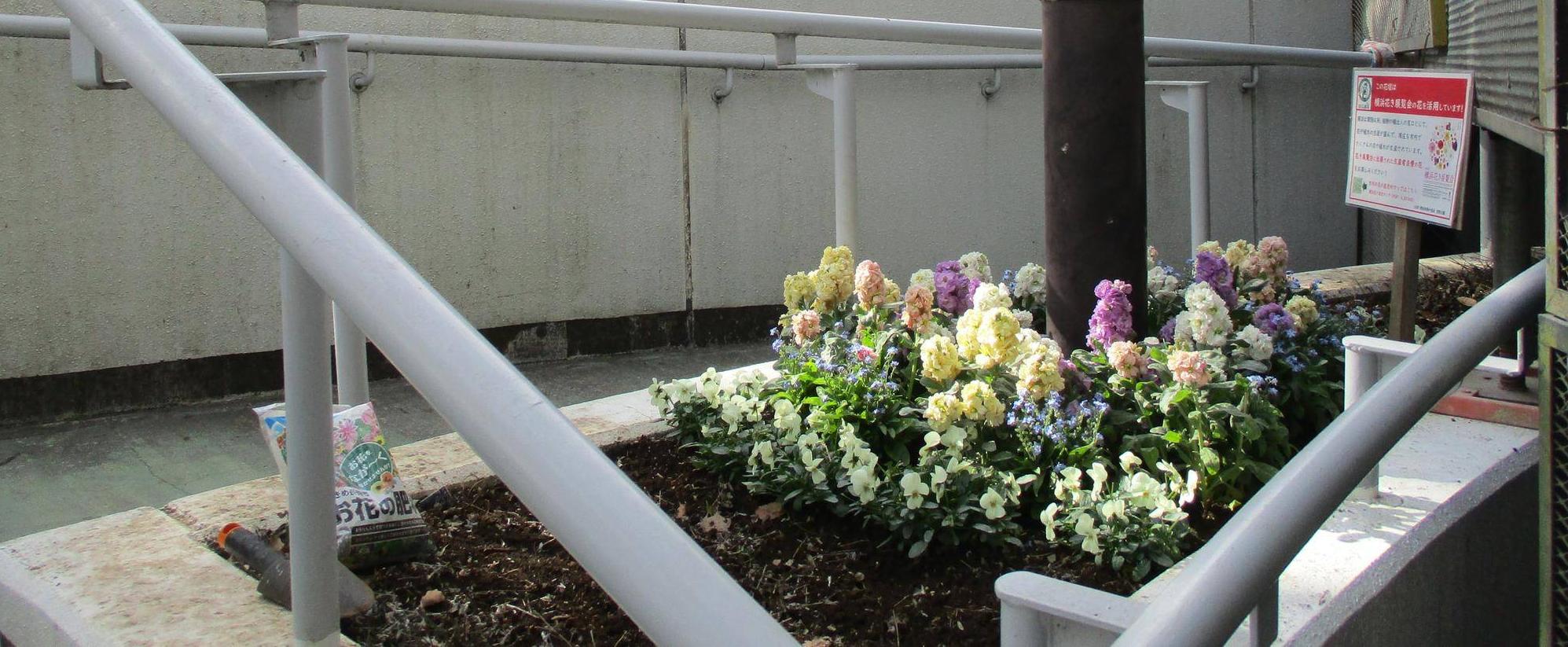 🌼スロープ脇花壇のお手入れ🌼の写真