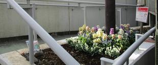 🌼スロープ脇花壇のお手入れ🌼