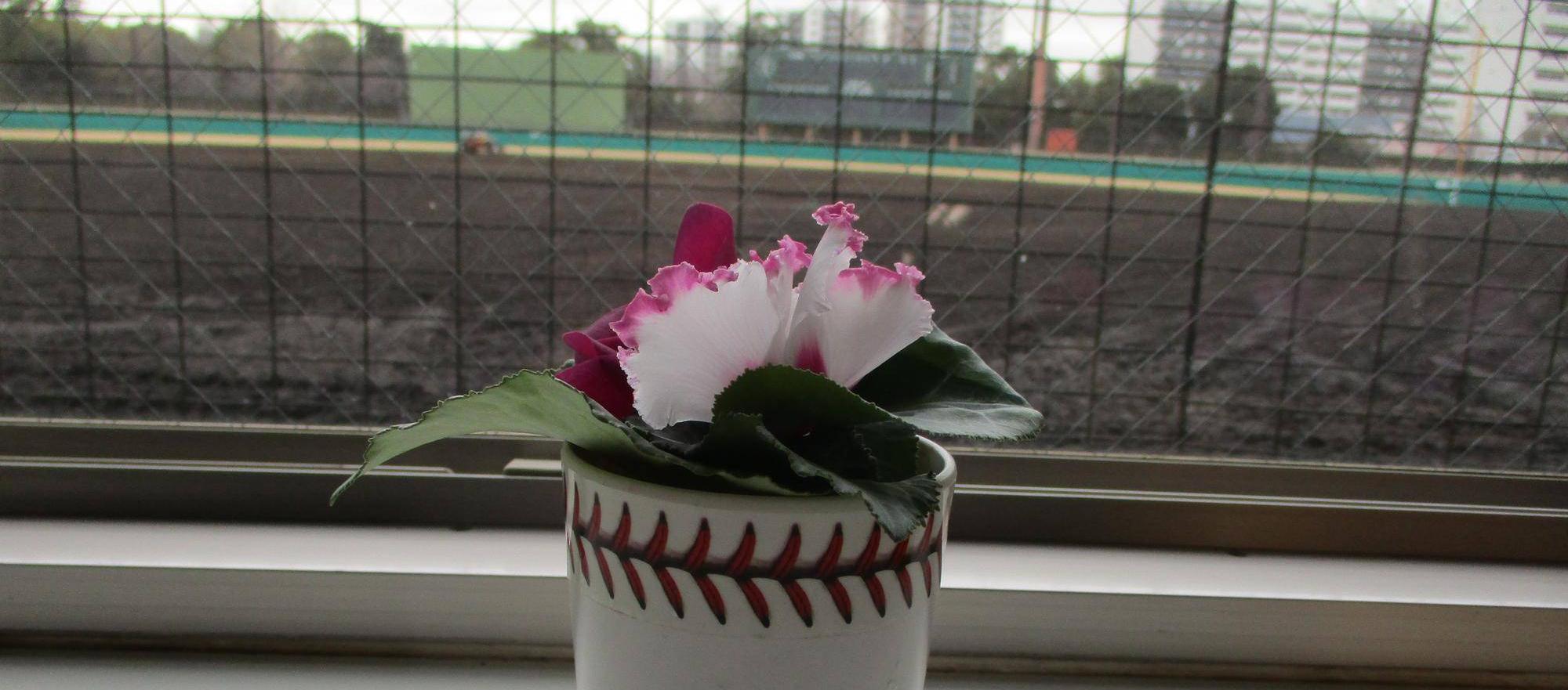 シクラメンのミニブーケ💐の写真