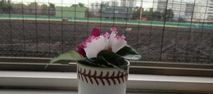 シクラメンのミニブーケ💐