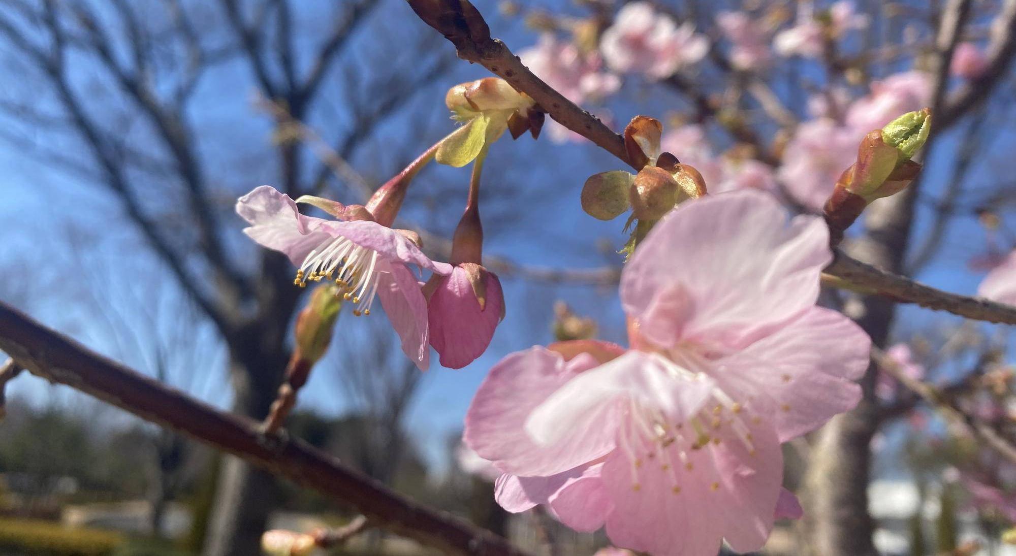 咲いた咲いた🌸🌸の写真