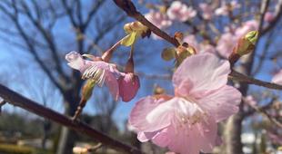 咲いた咲いた🌸🌸