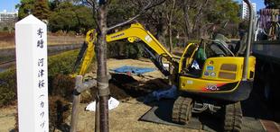 2月16日(木)河津桜の植樹