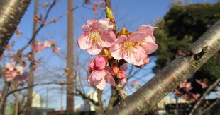 咲いた咲いた♪