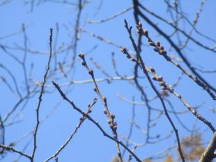 🌸基準木の開花情報【2023年3月10日(金)】