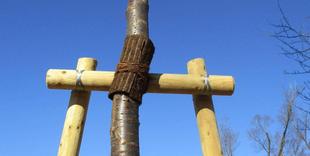 ３月３日(金)🌸河津桜の寄贈