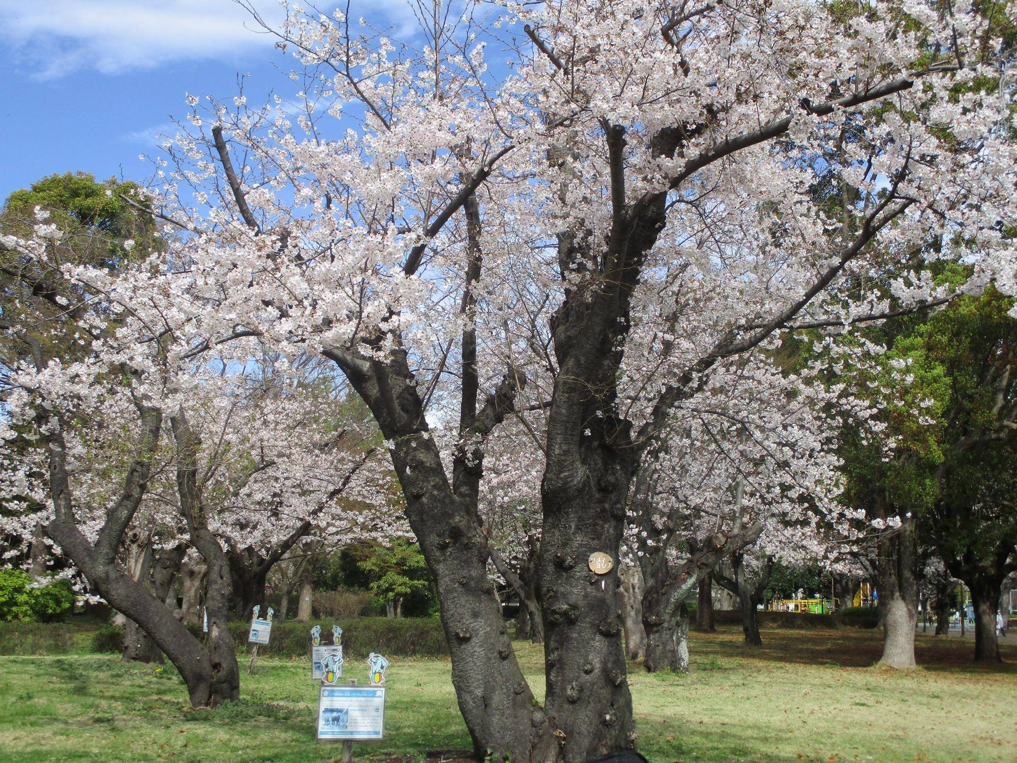 🌸🌸🌸🌸基準木の開花情報【2023年3月27日】の写真