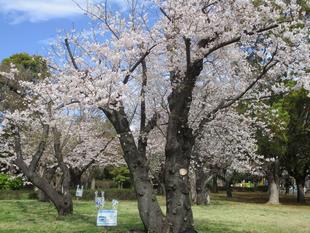 🌸🌸🌸🌸基準木の開花情報【2023年3月27日】