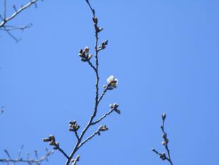 🌸🌸🌸基準木の開花情報【2023年3月16日】