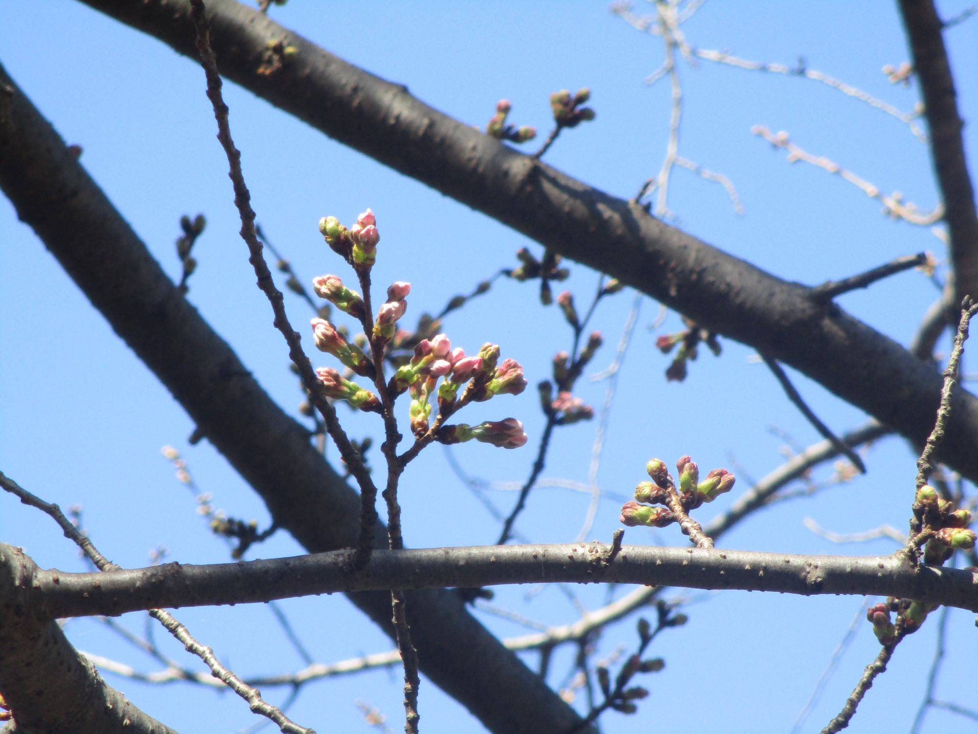🌸🌸基準木の開花情報【2023年3月14日】の写真