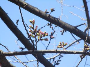 🌸🌸基準木の開花情報【2023年3月14日】