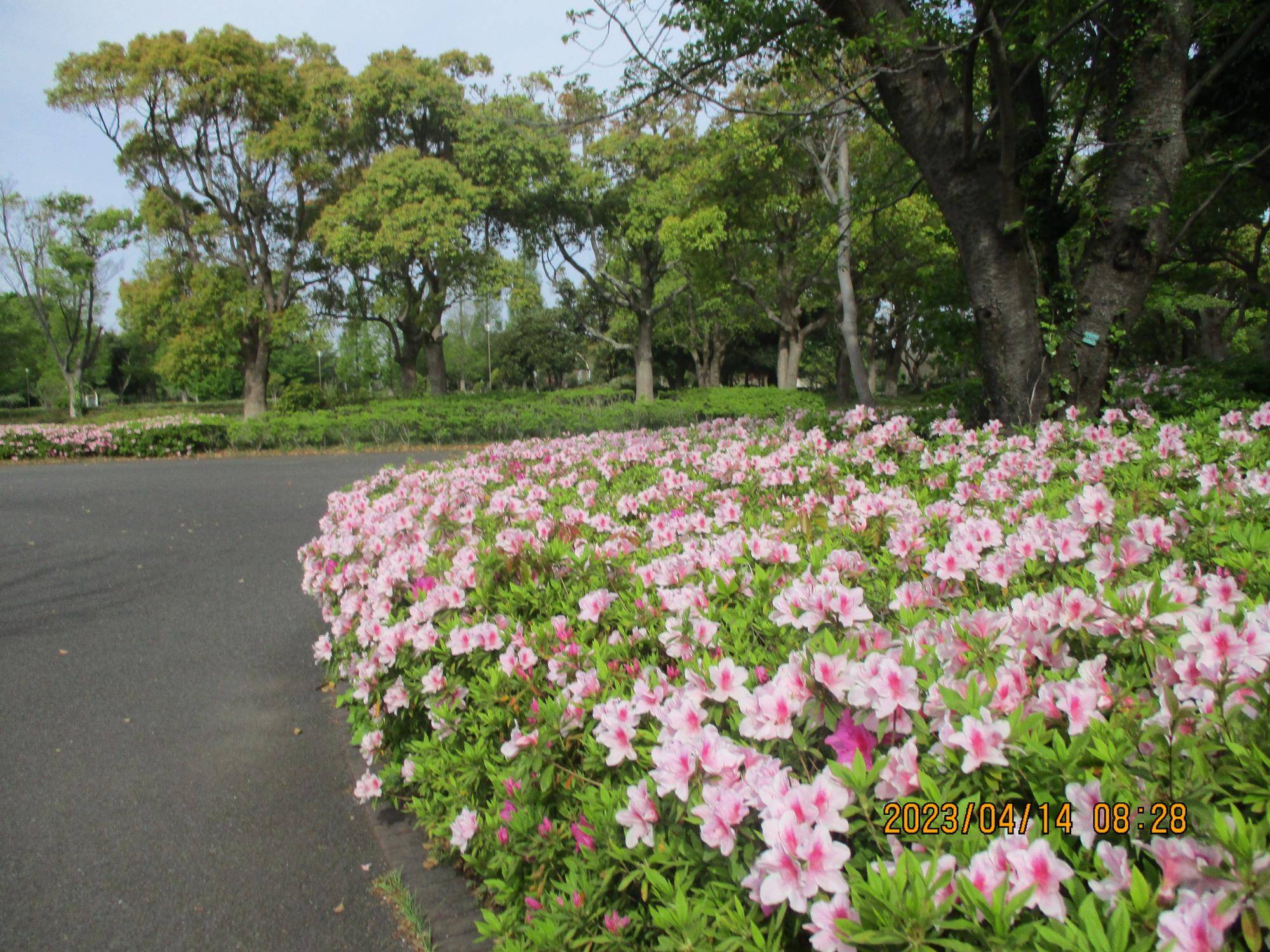 春の訪れの写真