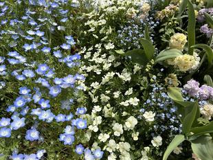 俣野公園🌷春お花③