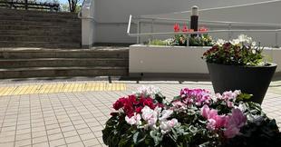 俣野公園🌷春のお花