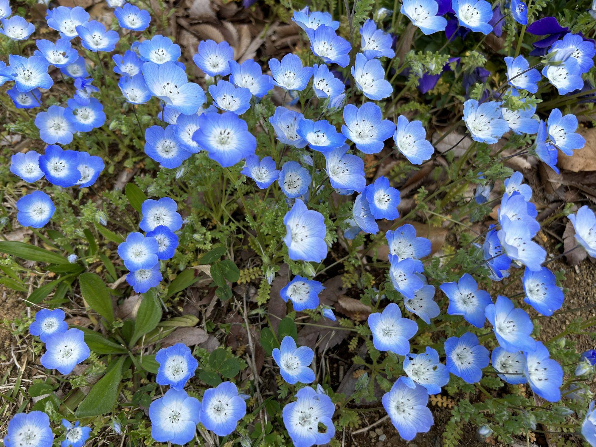 俣野公園🌷春のお花②の写真