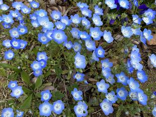 俣野公園🌷春のお花②