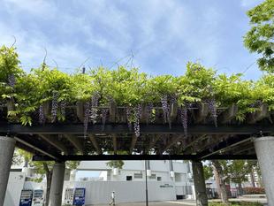 俣野公園🌷春のお花④