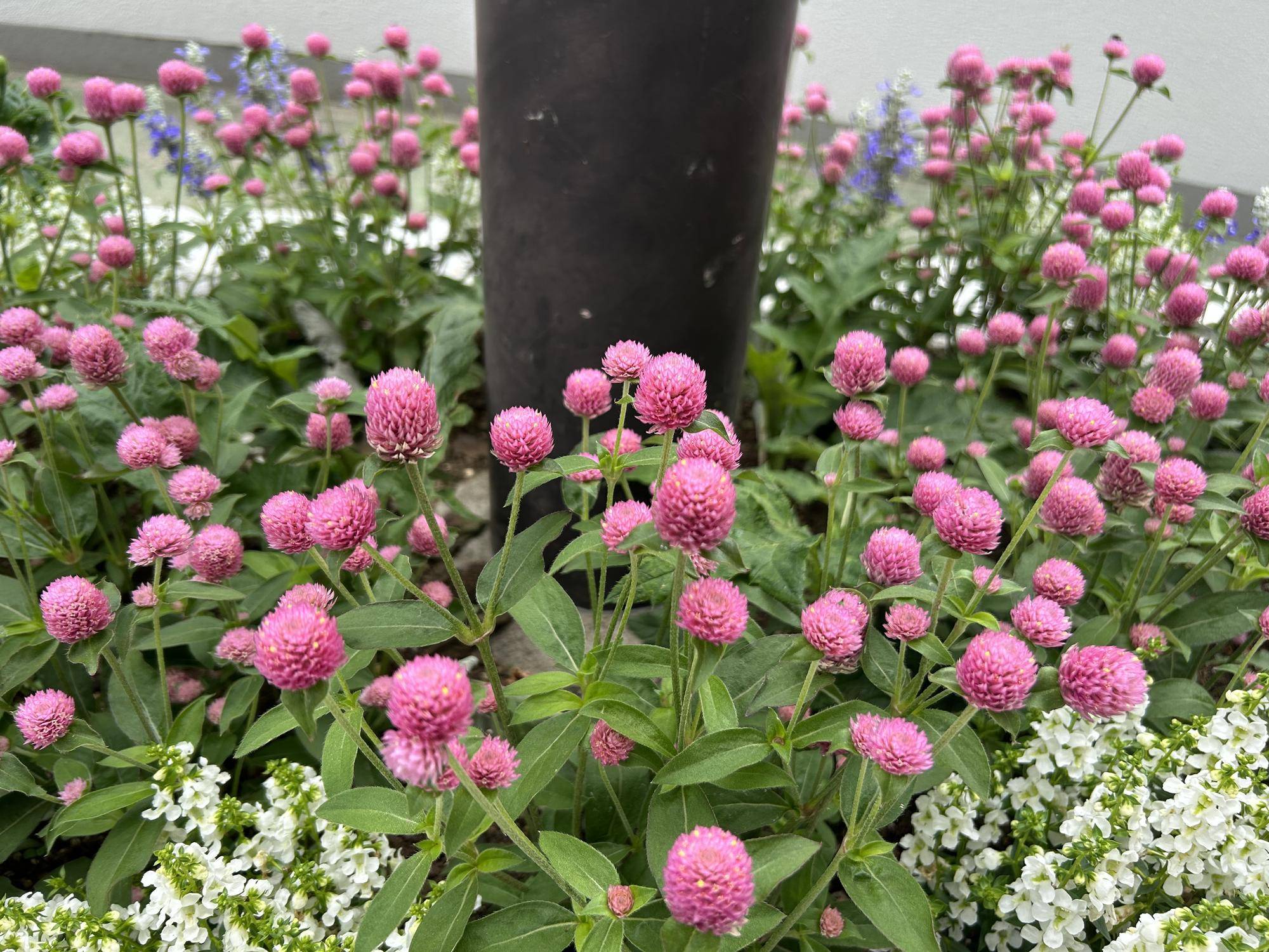 夏の高校野球に向けて野球場エントランスもおもてなし🌺の写真