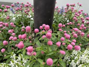 夏の高校野球に向けて野球場エントランスもおもてなし🌺