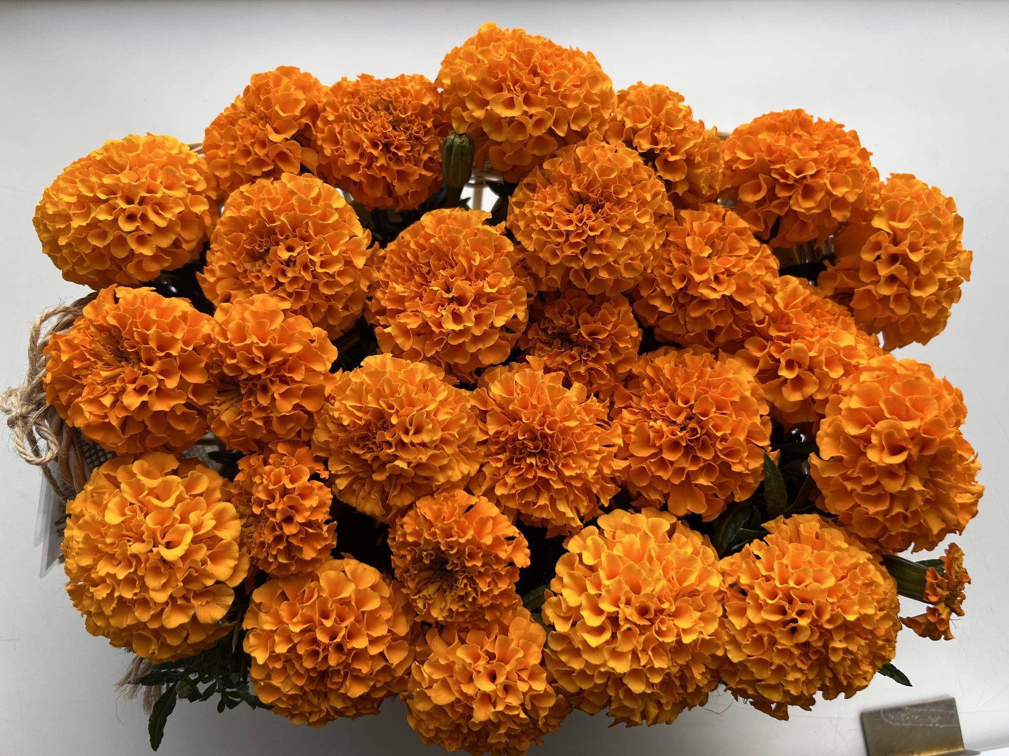 アフリカン💐マリーゴールドのおかわりの写真