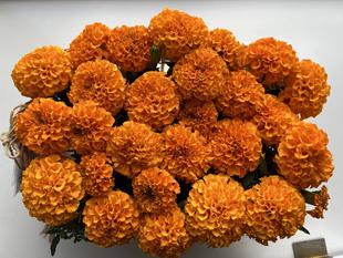 アフリカン💐マリーゴールドのおかわり