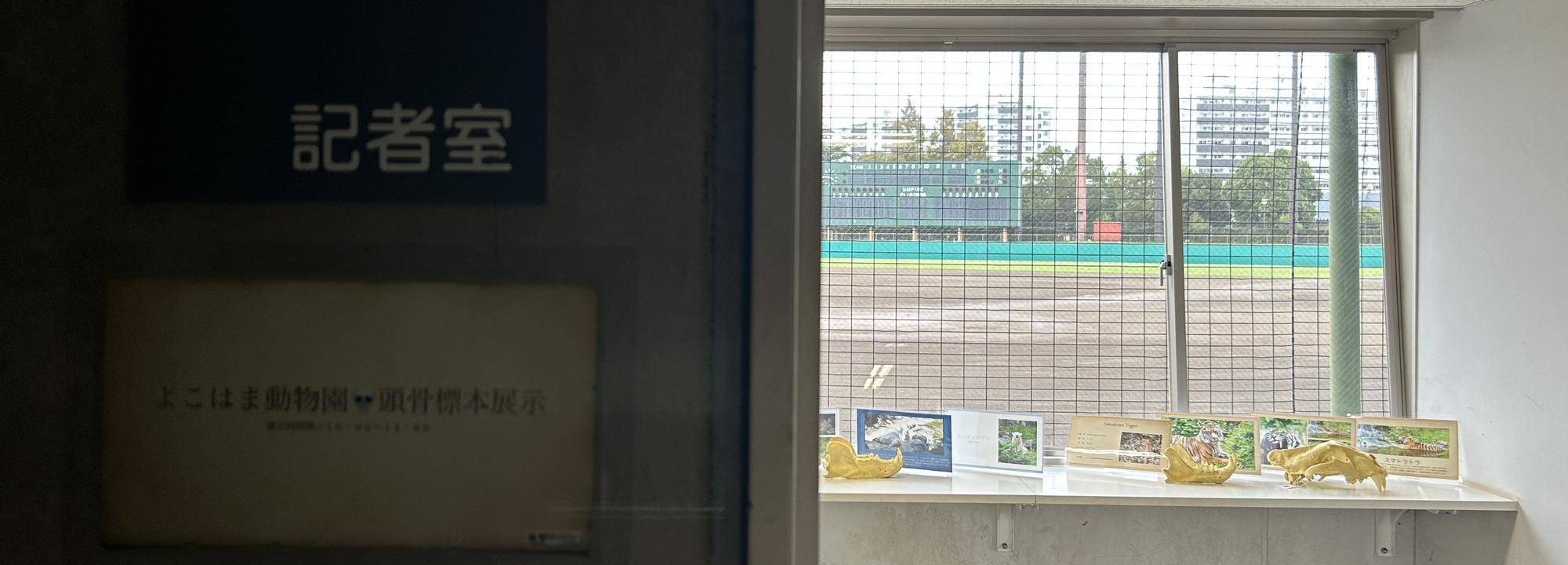 頭骨💀標本展示🦴準備中の写真