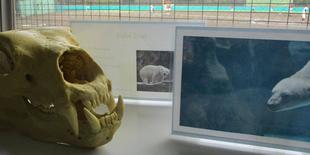 🐯よこはま動物園🦒頭骨💀標本展🦴