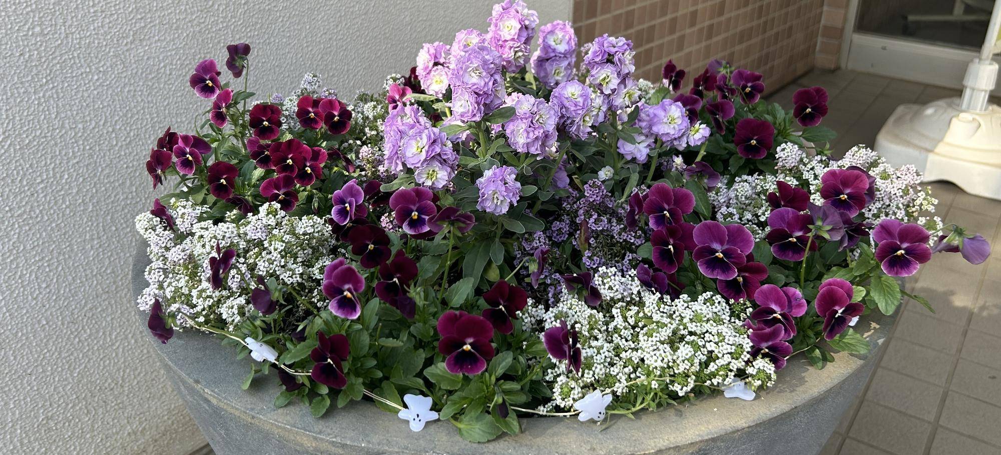 冬花壇🌺🌺の写真