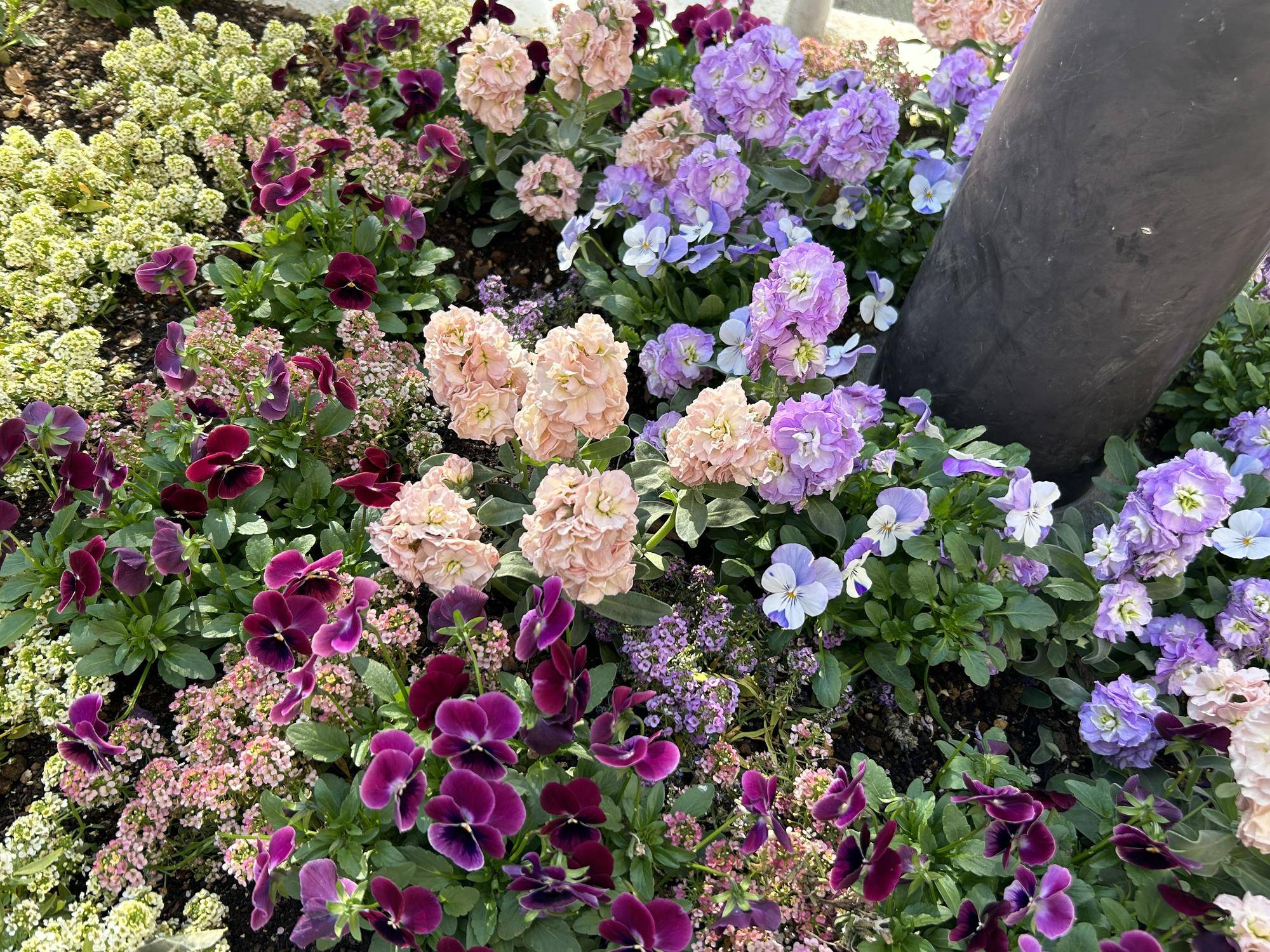 冬花壇🌺の写真