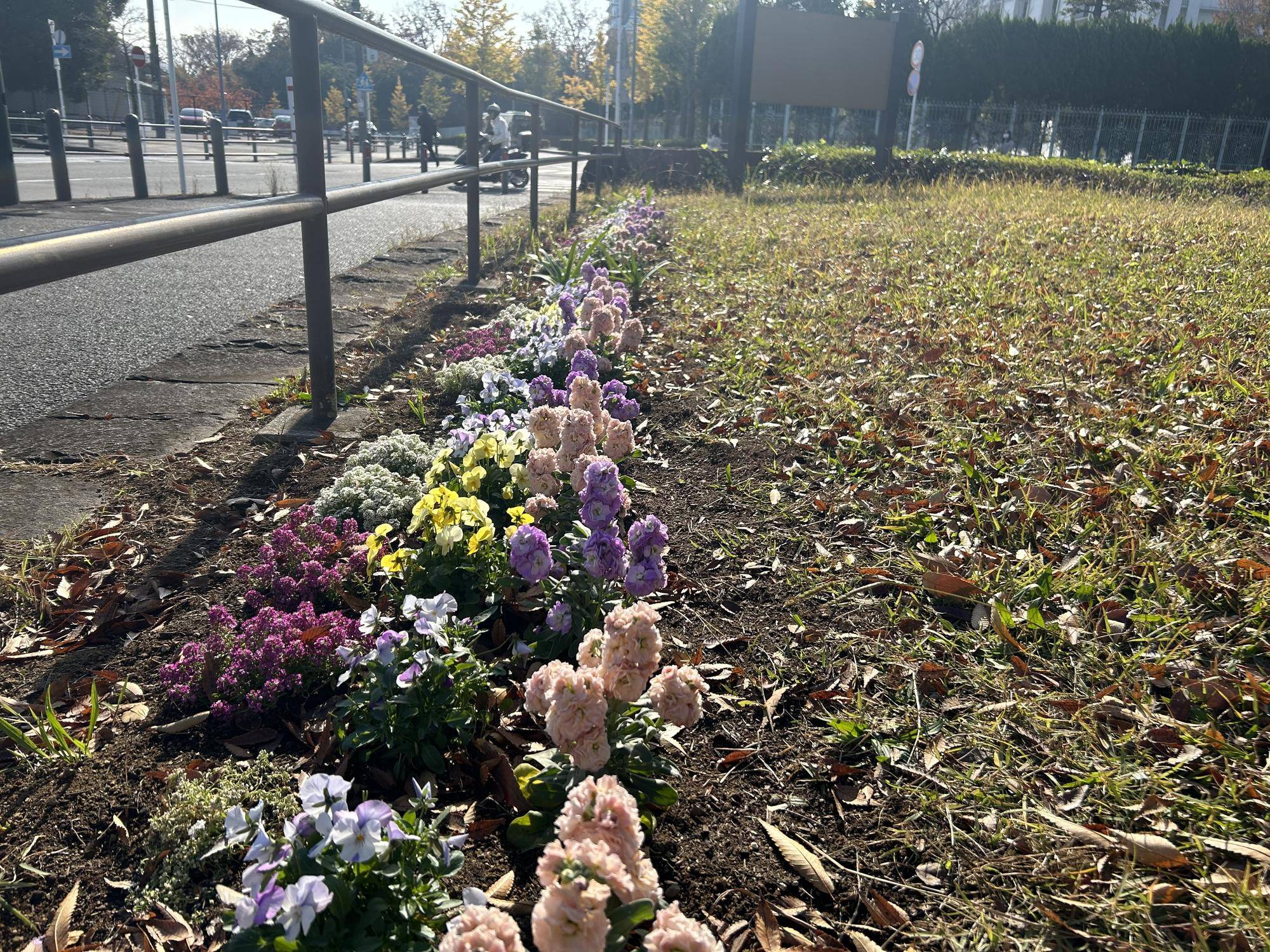 冬花壇🌺🌺🌺の写真