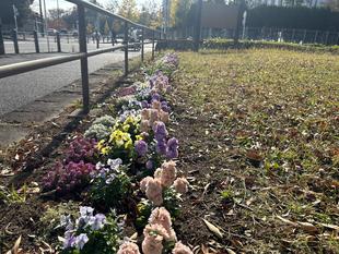 冬花壇🌺🌺🌺