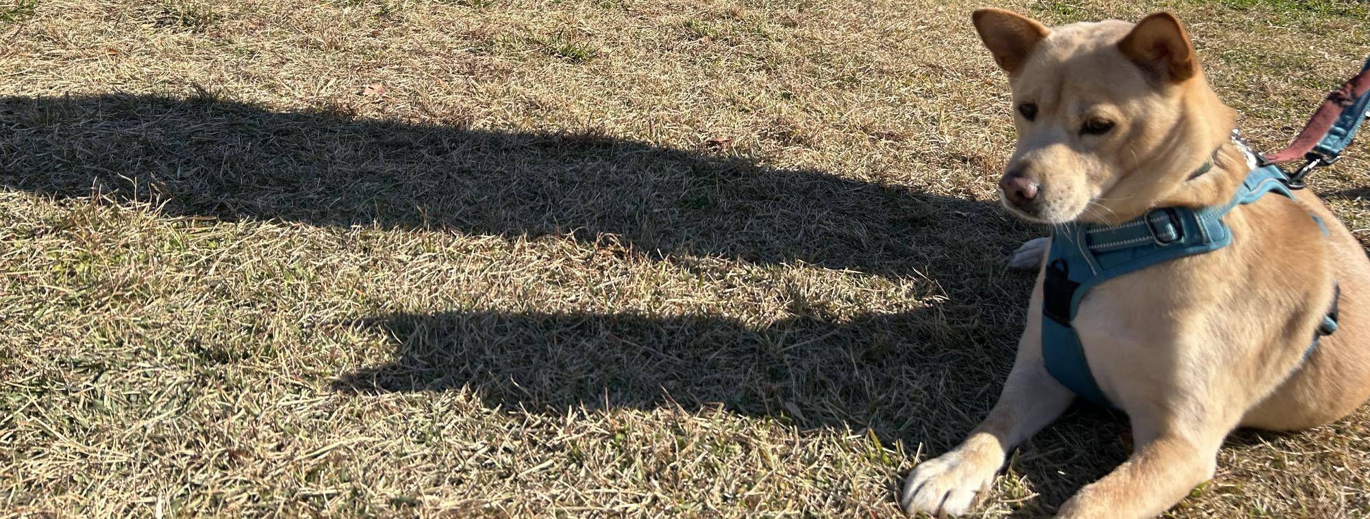 愛犬🐶マナー教室の写真
