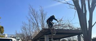 藤棚の剪定作業中