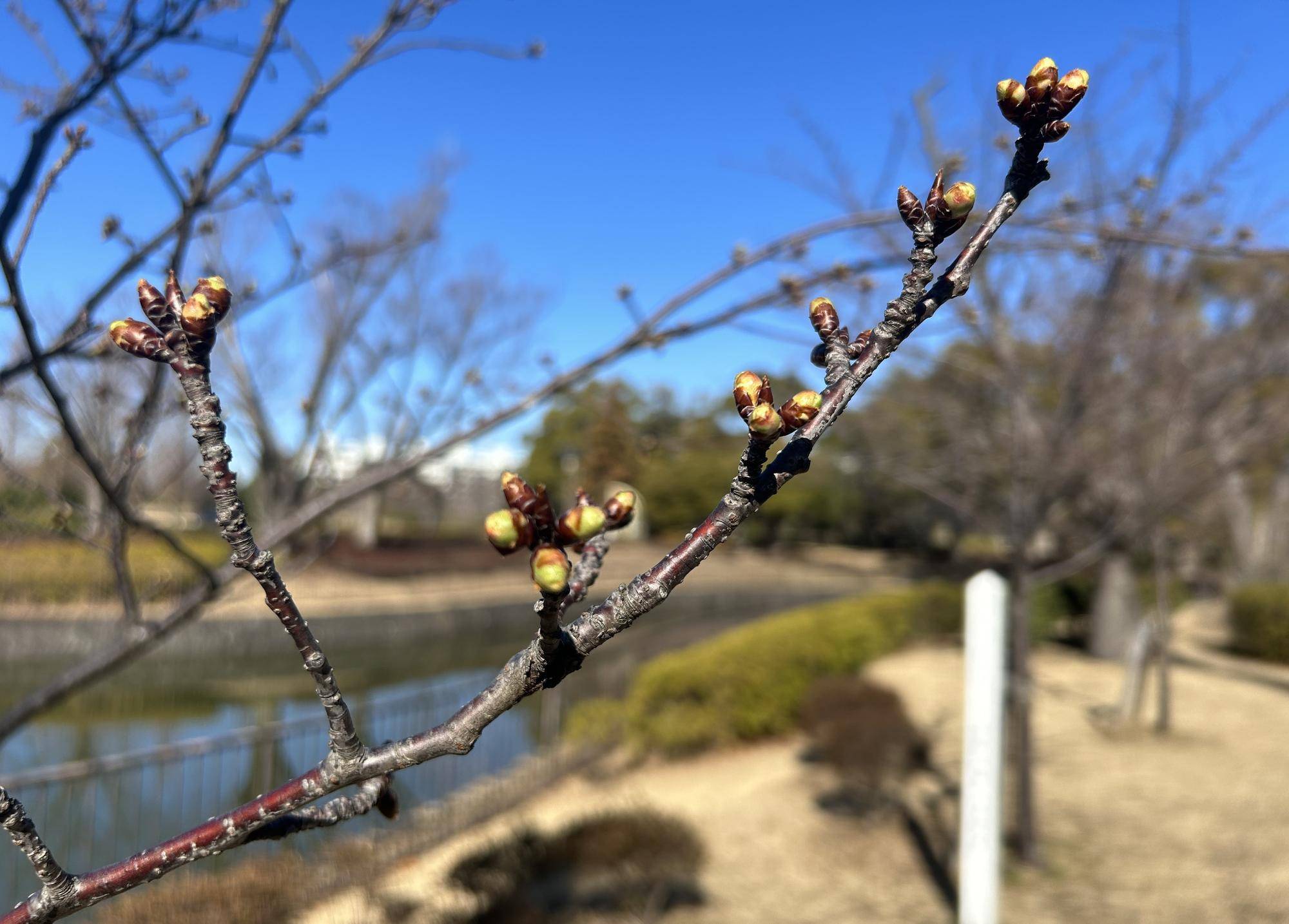 俣野公園🌸カワヅザクラの写真