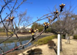 俣野公園🌸カワヅザクラ