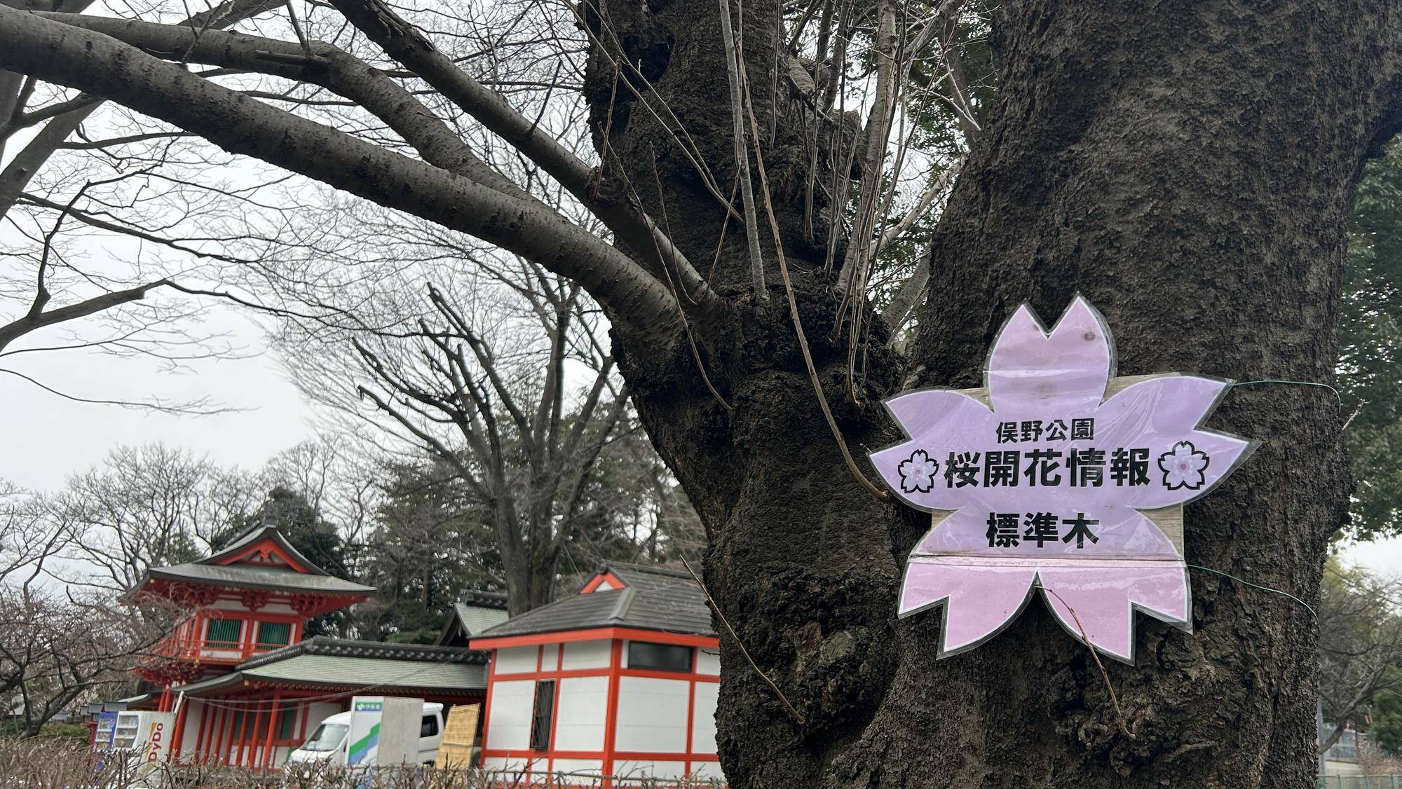 標準木の開花情報🌸の写真
