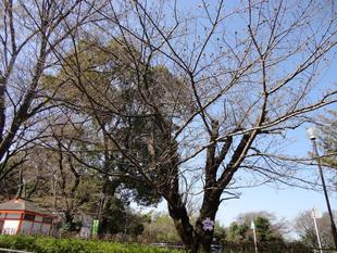  標準木の開花情報🌸②