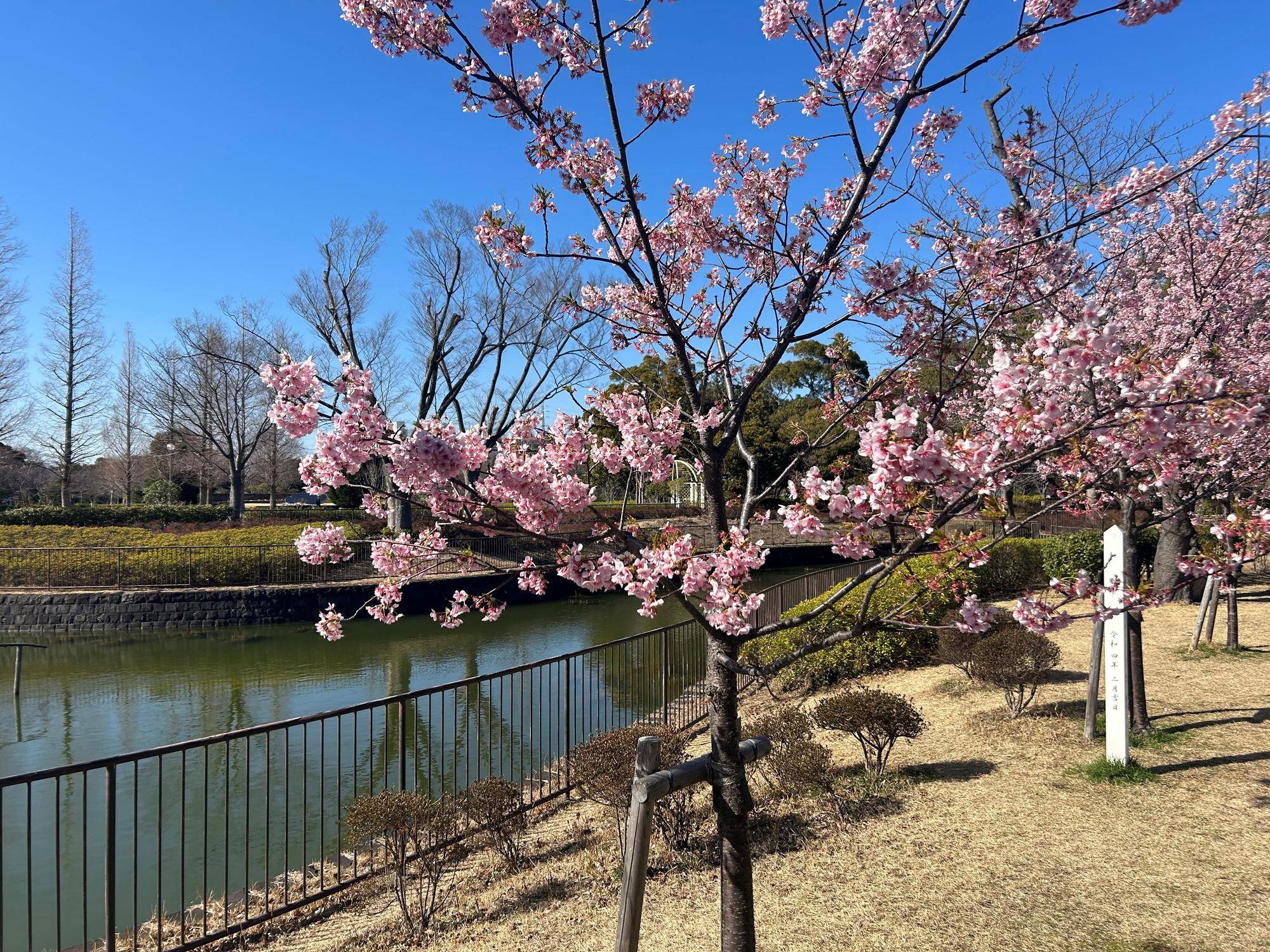 カワヅザクラ🌸満開の写真