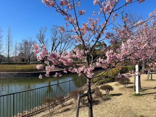 カワヅザクラ🌸満開