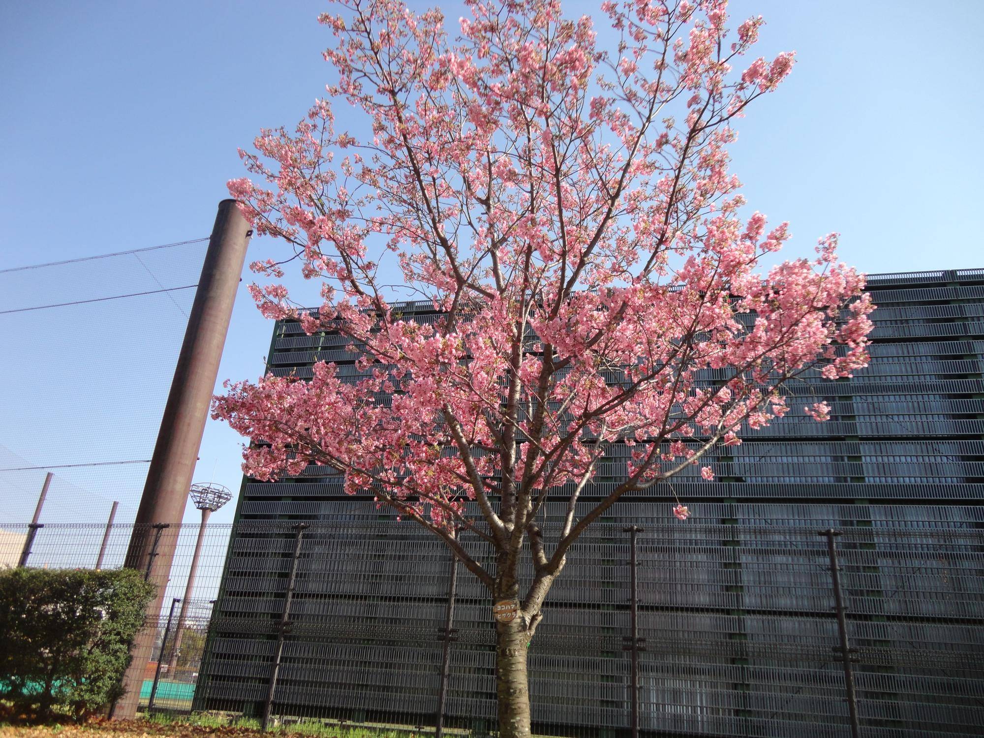 ヨコハマヒザクラ満開の写真